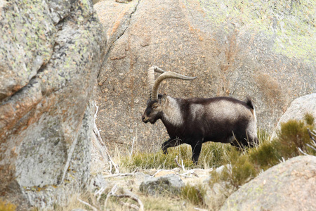 西班牙 ibex 季节