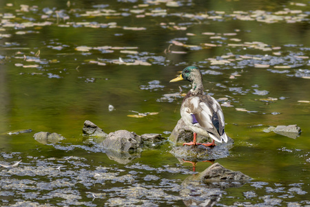 绿头野鸭栖息在楠湖