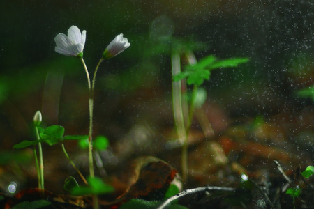 小白色的森林花