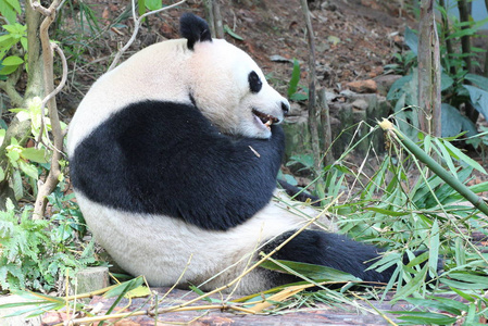 在新加坡动物园里的大熊猫