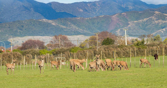 新西兰棕鹿