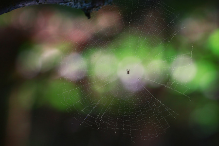 蜘蛛 web 背景