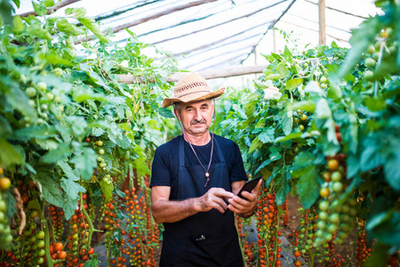 农夫在检查他的温室内的番茄植株从客户订单的温室
