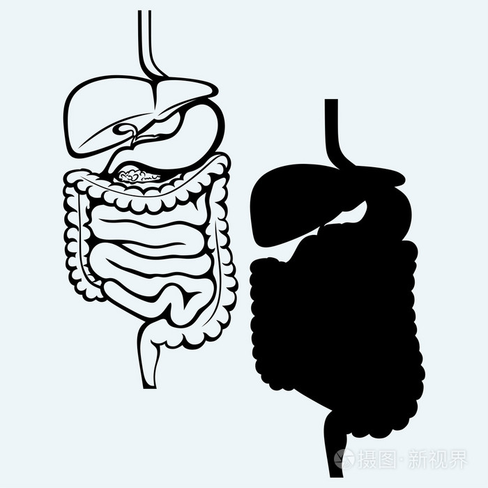 内部人体消化系统