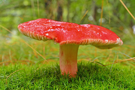 嗜血性russula mushroom