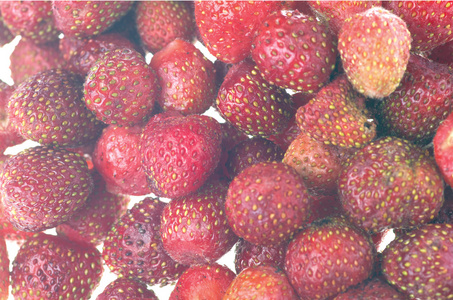 成熟的草莓被分离出来