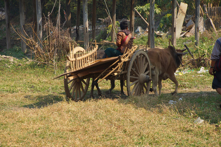 农村牛车图片大全