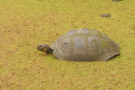 加拉巴哥象龟在浅的池塘里