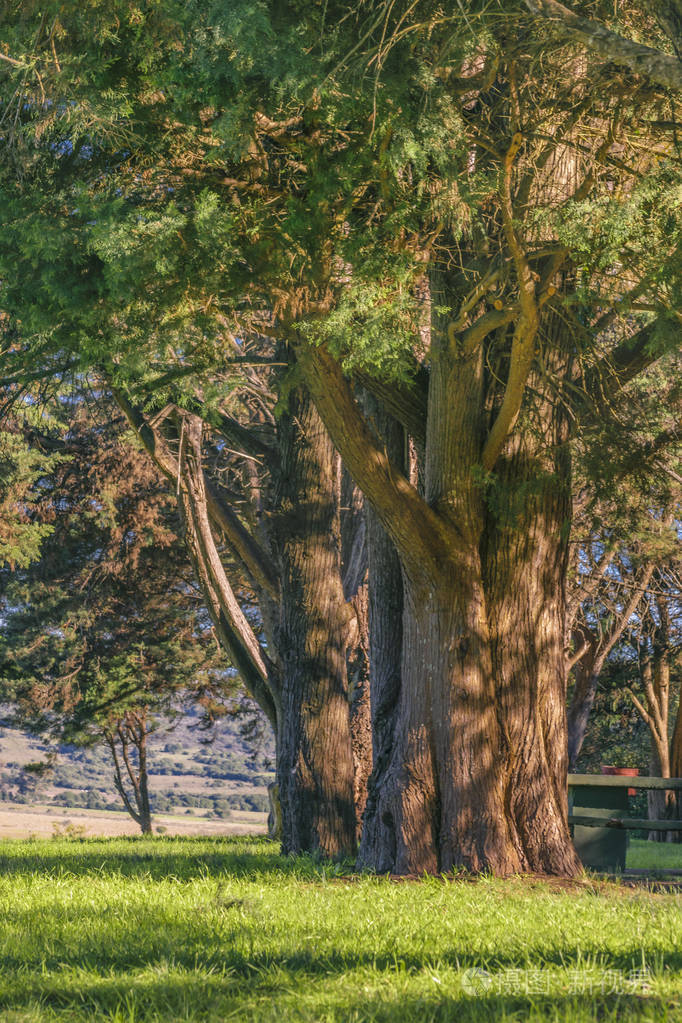 在农村乌拉圭马尔多纳多棵大树