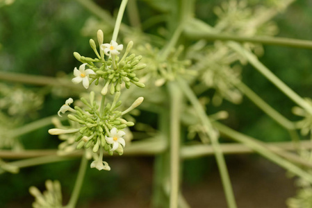 木瓜花在花园里