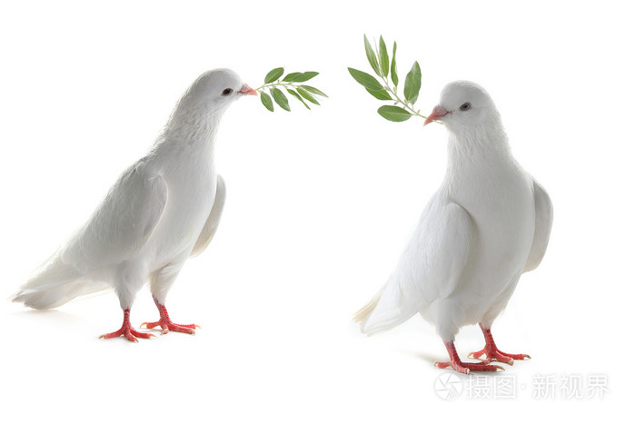 两个白色的鸽子和橄榄枝
