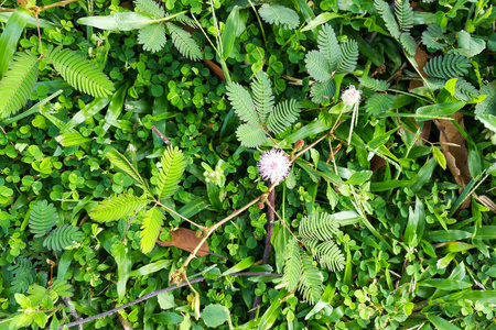 Shameplant 或含羞草文旨在含羞草生长在草之间
