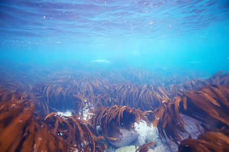 美丽的海带海藻