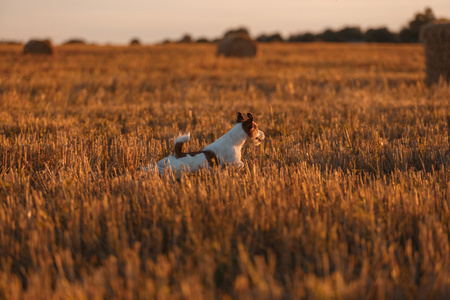 日落时在田野里的杰克罗素犬