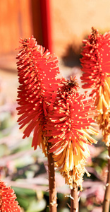 模糊在南非建立密切的红色橙色仙人掌花和花园