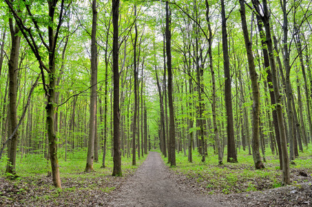 在森林里高大的绿树之间的路径