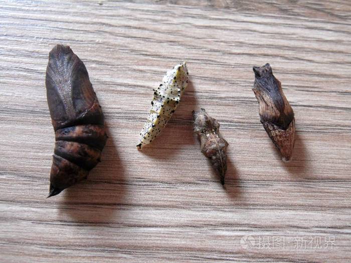 躺在木板表面上的蝴蝶蛹集deilephil