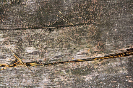 木材纹理的切割树干。苔藓和真菌生长在 th