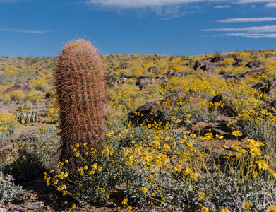 高桶形仙人掌的加州 Brittlebush 字段