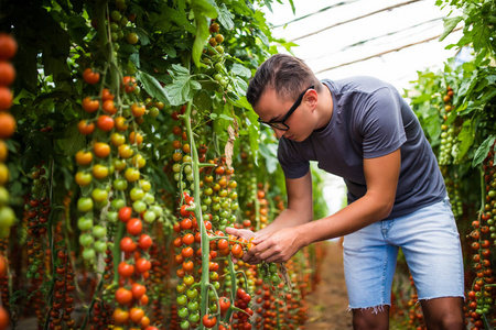 检查在温室中，集合的红樱桃西红柿丰收的农民