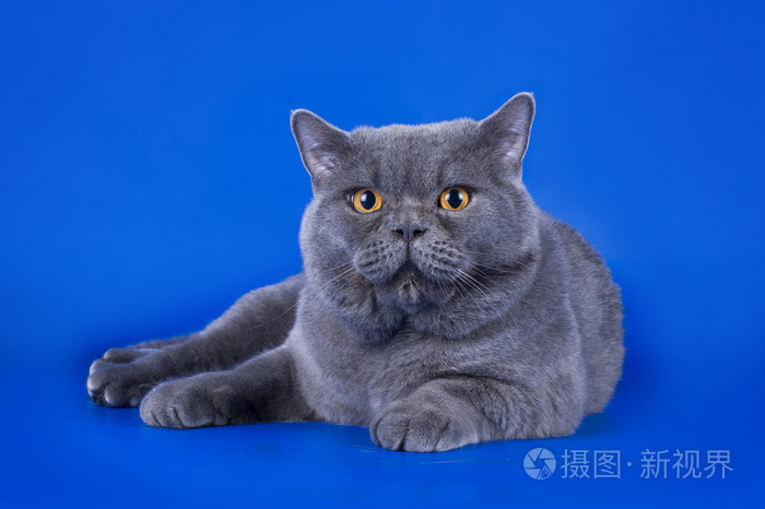 在蓝色背景查出的伟大英国的猫
