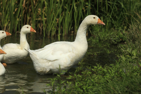 鹅在河上图片