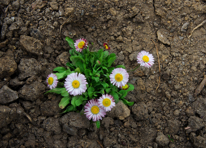 野花雏菊