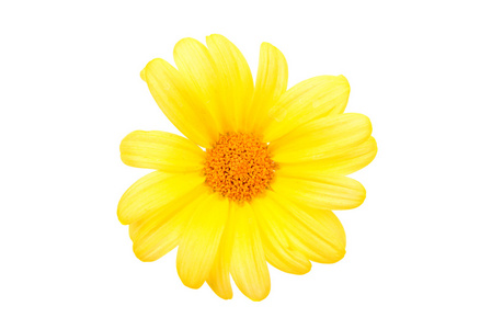 黄色雏菊