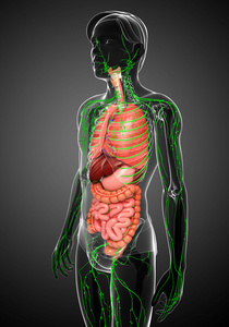 淋巴和消化系统的男性身体图稿