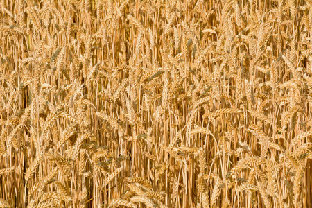 阳光照射领域的成熟的小麦。背景