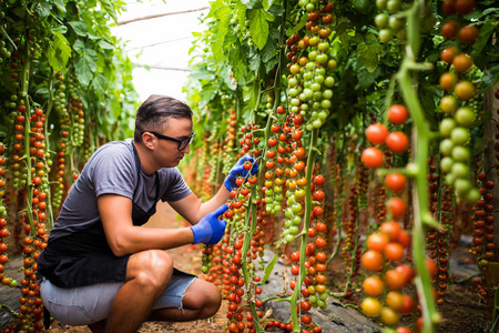 幼女人农民 agronom 在眼镜检查状态的樱桃西红柿成熟在温室