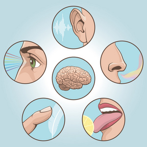 5种感官符号五种感官图标集轮廓图标集人类五种感官视觉眼睛嗅觉鼻子