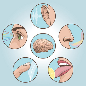 人类五种感觉器官图片