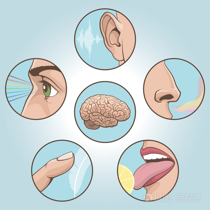 五种感觉器官图片