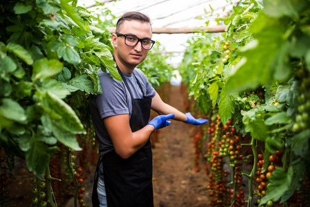 年轻男子展示在温室番茄收获