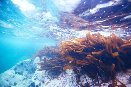 海底美丽的海藻照片
