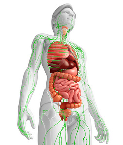 淋巴和消化系统的男性身体图稿
