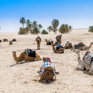 沙漠绿洲中的骆驼