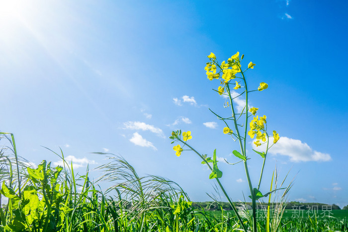 绿草如茵的油菜花