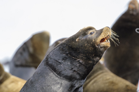 加利福尼亚海狮zalophus californianus