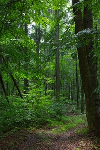 路径由天然混交林的 Bieszczady 山