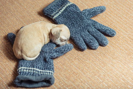 吉娃娃小狗。小狗睡在毛线手套