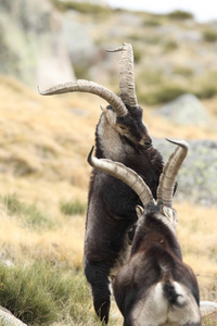 西班牙 ibex 季节