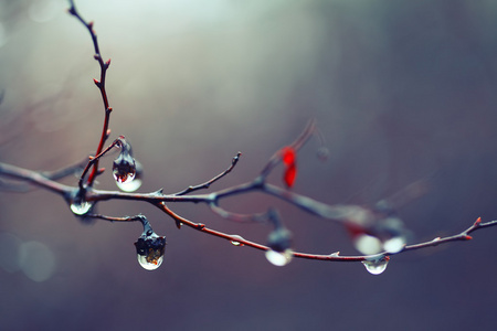 雨水落在一根树枝