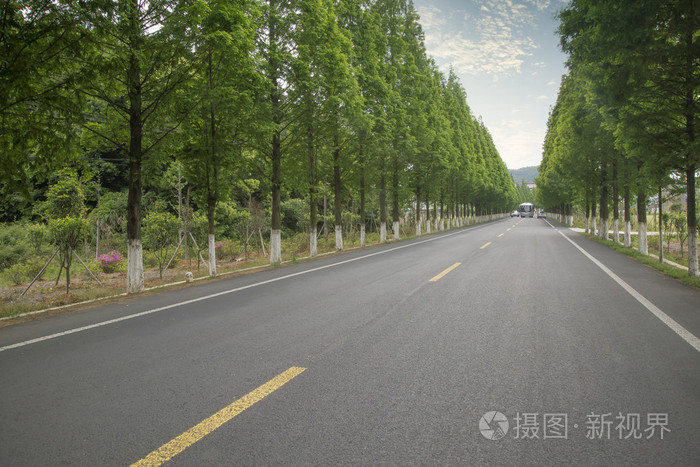 高速公路和木树