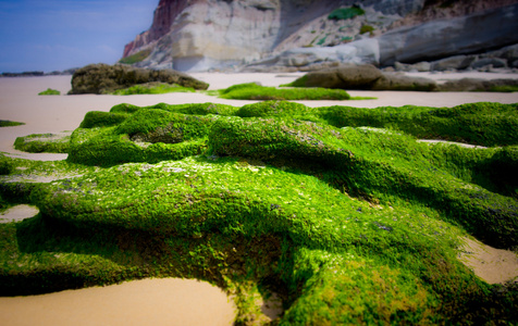 在海滩上的绿色石头