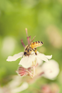 蜂蜜蜂