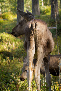 欧洲麋鹿驼鹿两犊牛看到从垂直图像