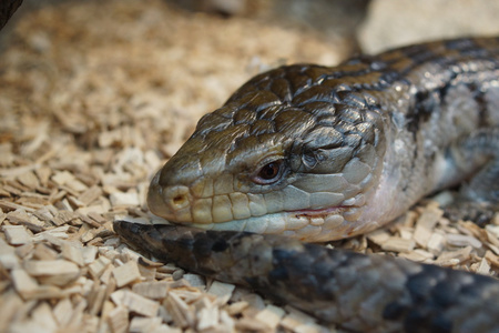 澳大利亚蓝舌石龙子Tiliqua scincoides