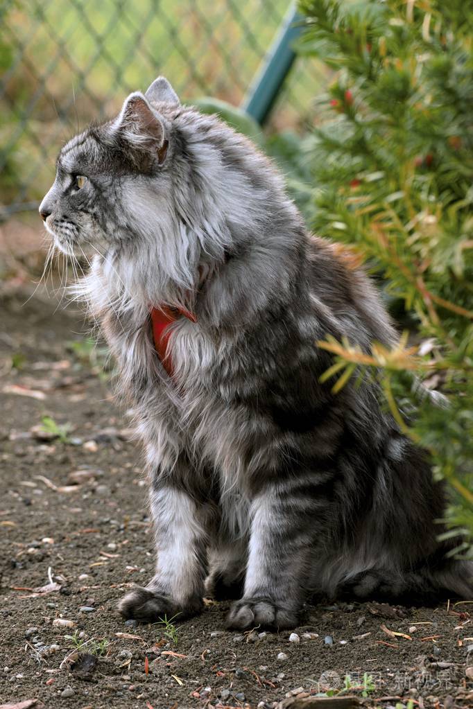 缅因浣熊猫在花园里